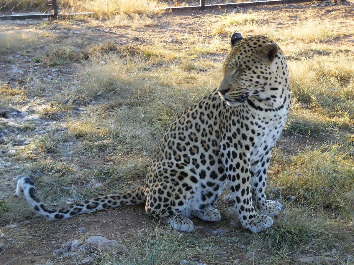 Aloegrove Safari Lodge Otjiwarongo Exteriör bild