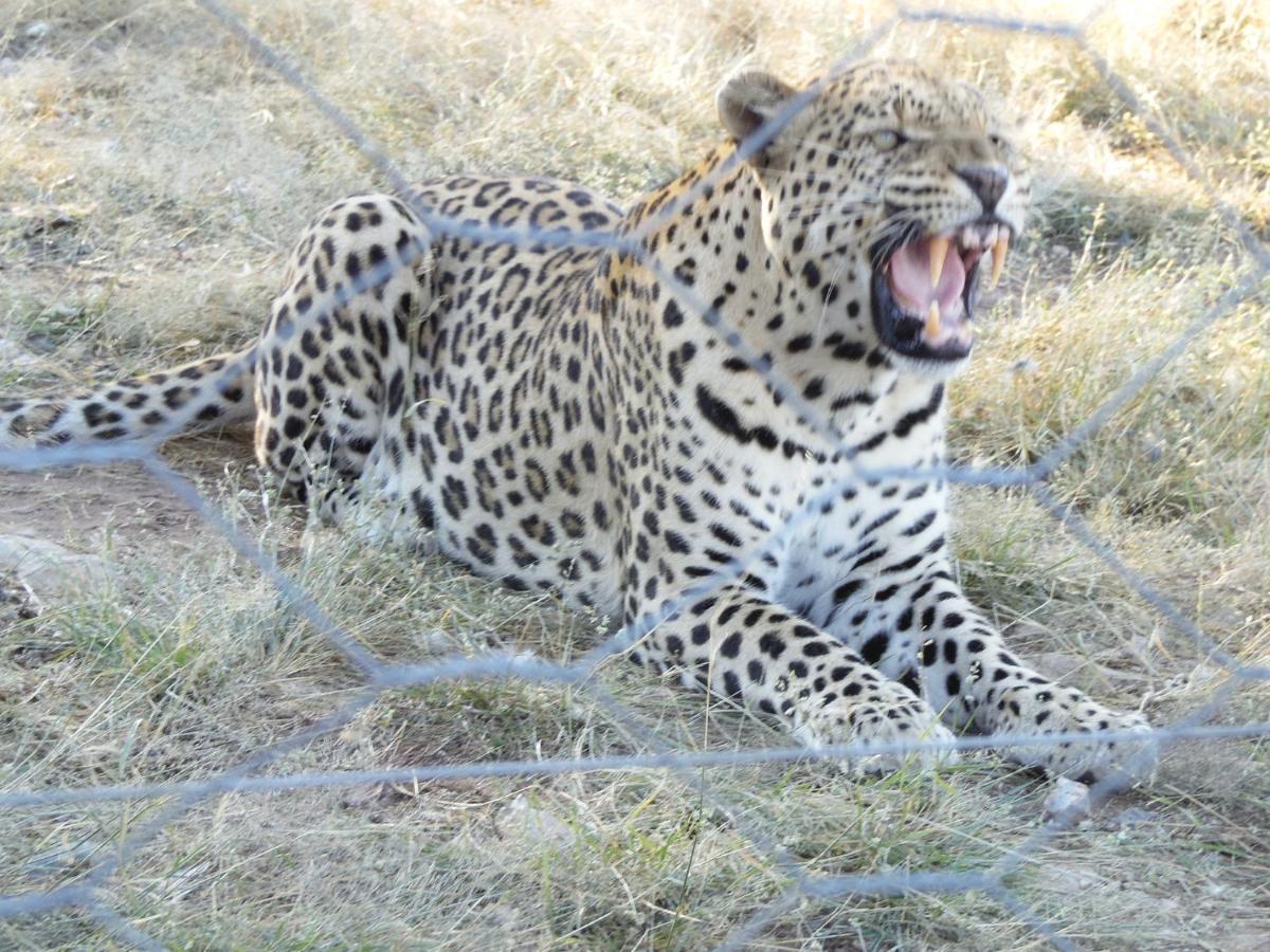 Aloegrove Safari Lodge Otjiwarongo Exteriör bild