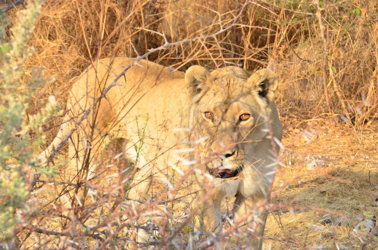 Aloegrove Safari Lodge Otjiwarongo Exteriör bild