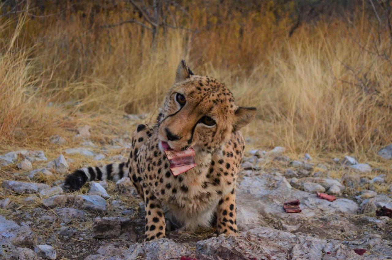 Aloegrove Safari Lodge Otjiwarongo Exteriör bild