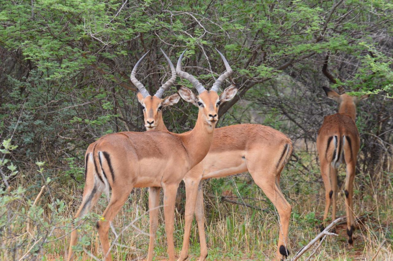 Aloegrove Safari Lodge Otjiwarongo Exteriör bild