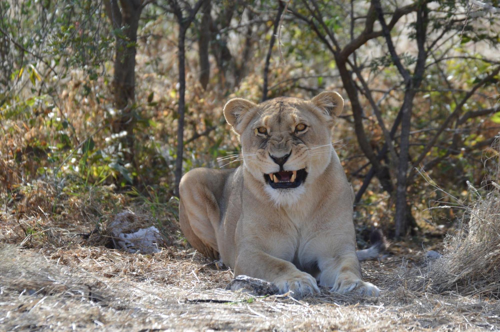Aloegrove Safari Lodge Otjiwarongo Exteriör bild