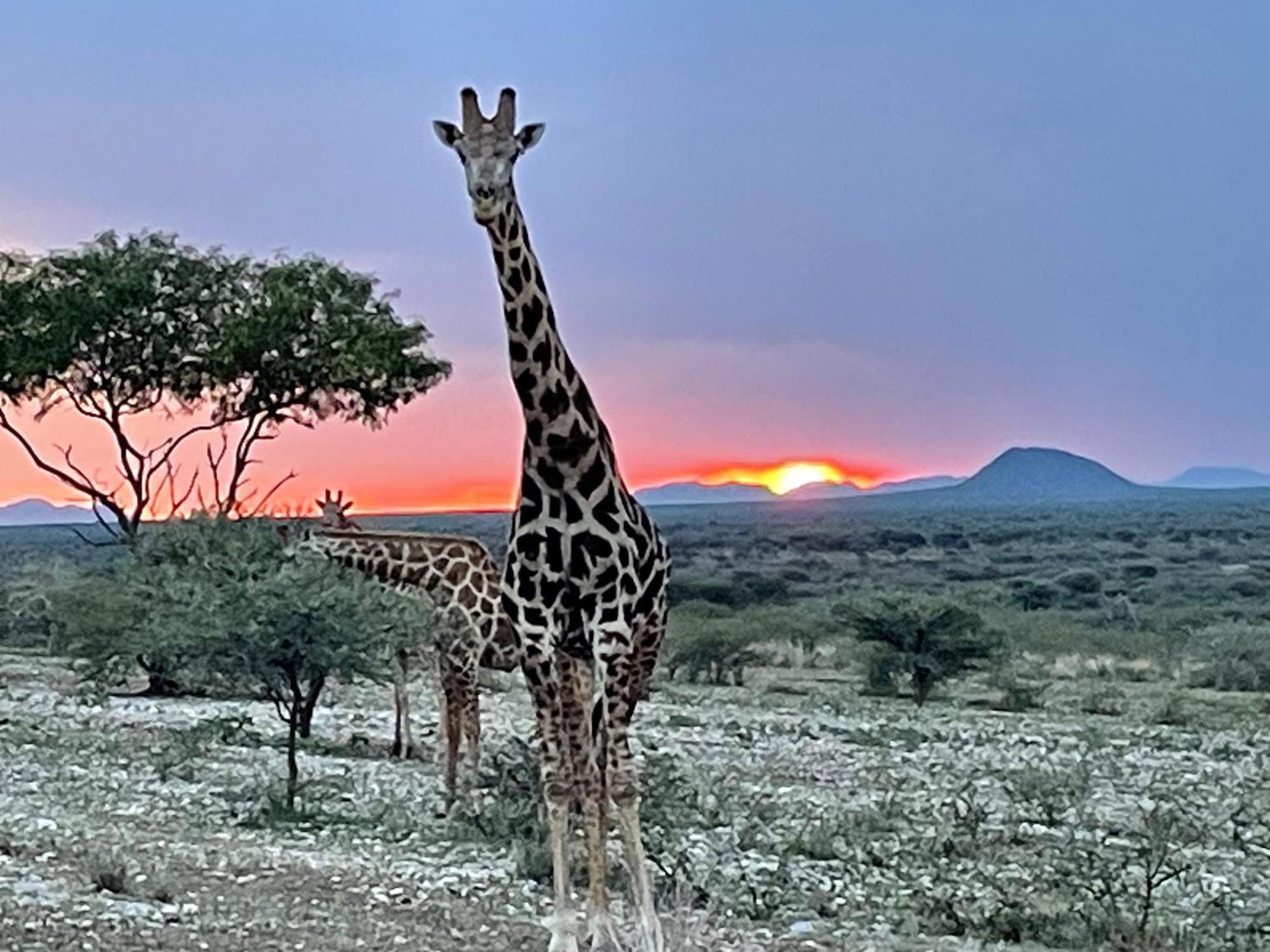 Aloegrove Safari Lodge Otjiwarongo Exteriör bild