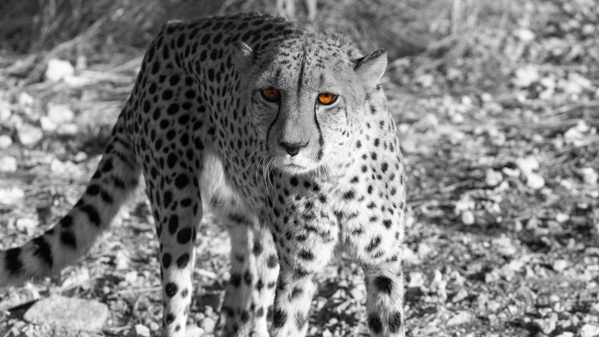 Aloegrove Safari Lodge Otjiwarongo Exteriör bild
