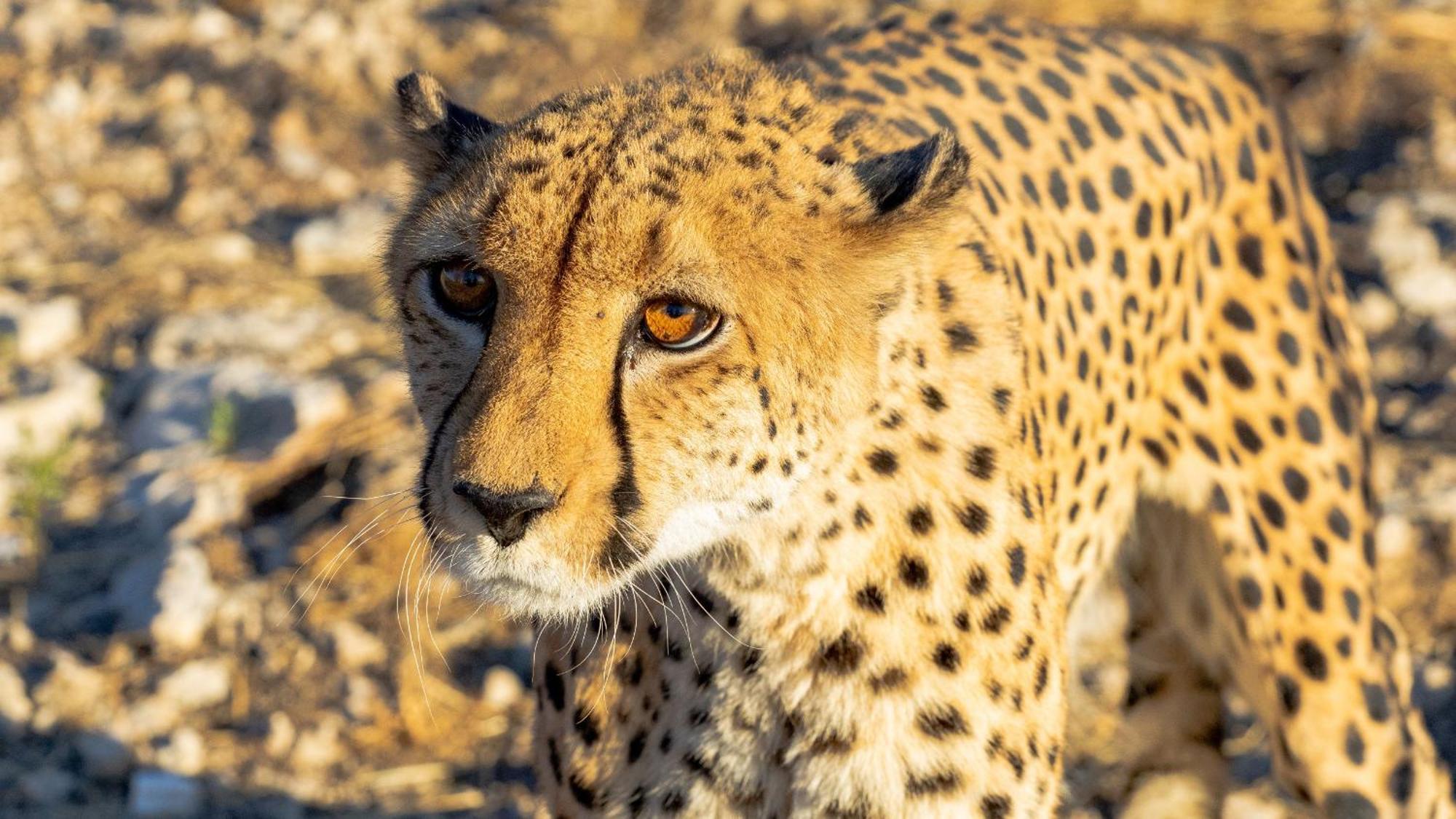 Aloegrove Safari Lodge Otjiwarongo Exteriör bild