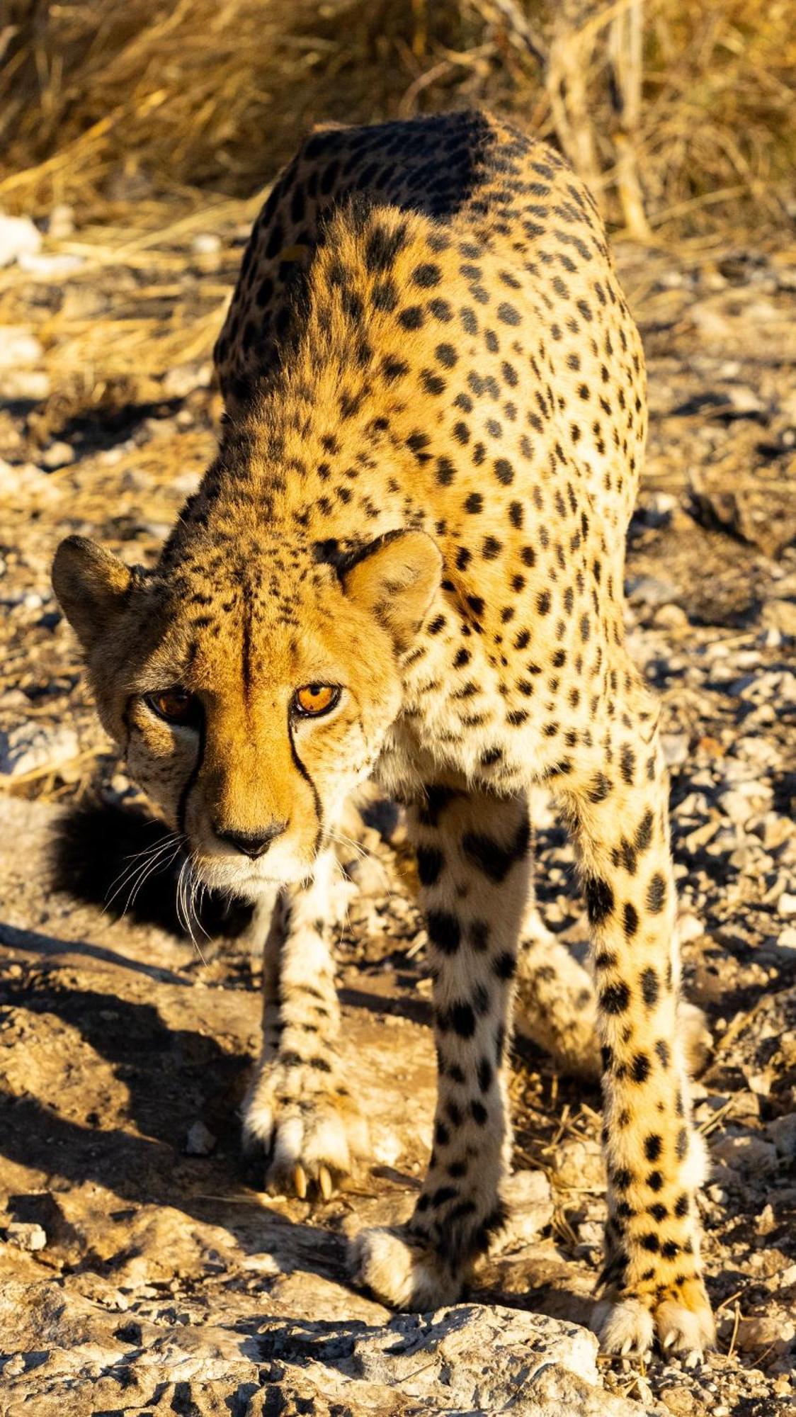 Aloegrove Safari Lodge Otjiwarongo Exteriör bild