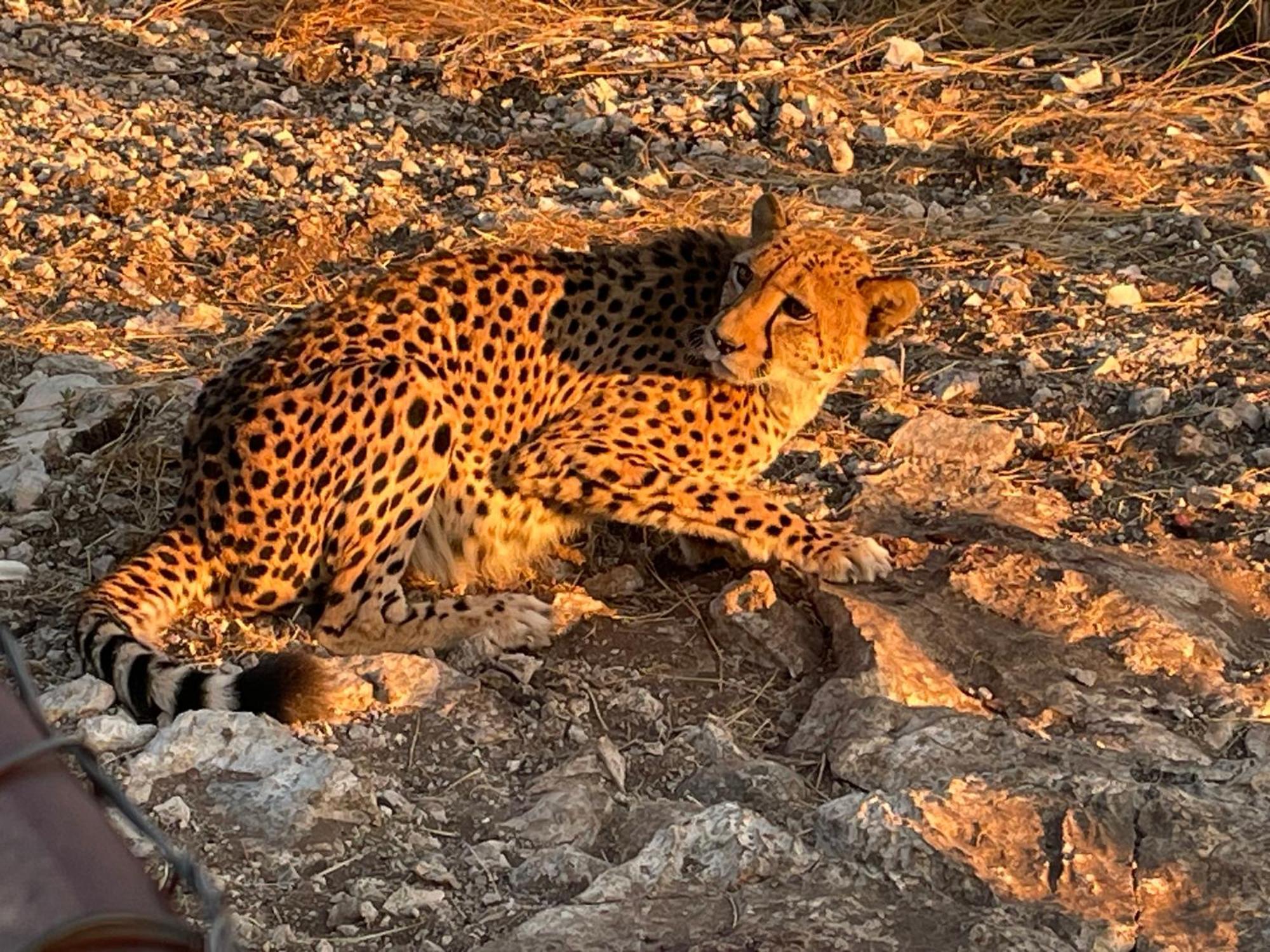 Aloegrove Safari Lodge Otjiwarongo Exteriör bild