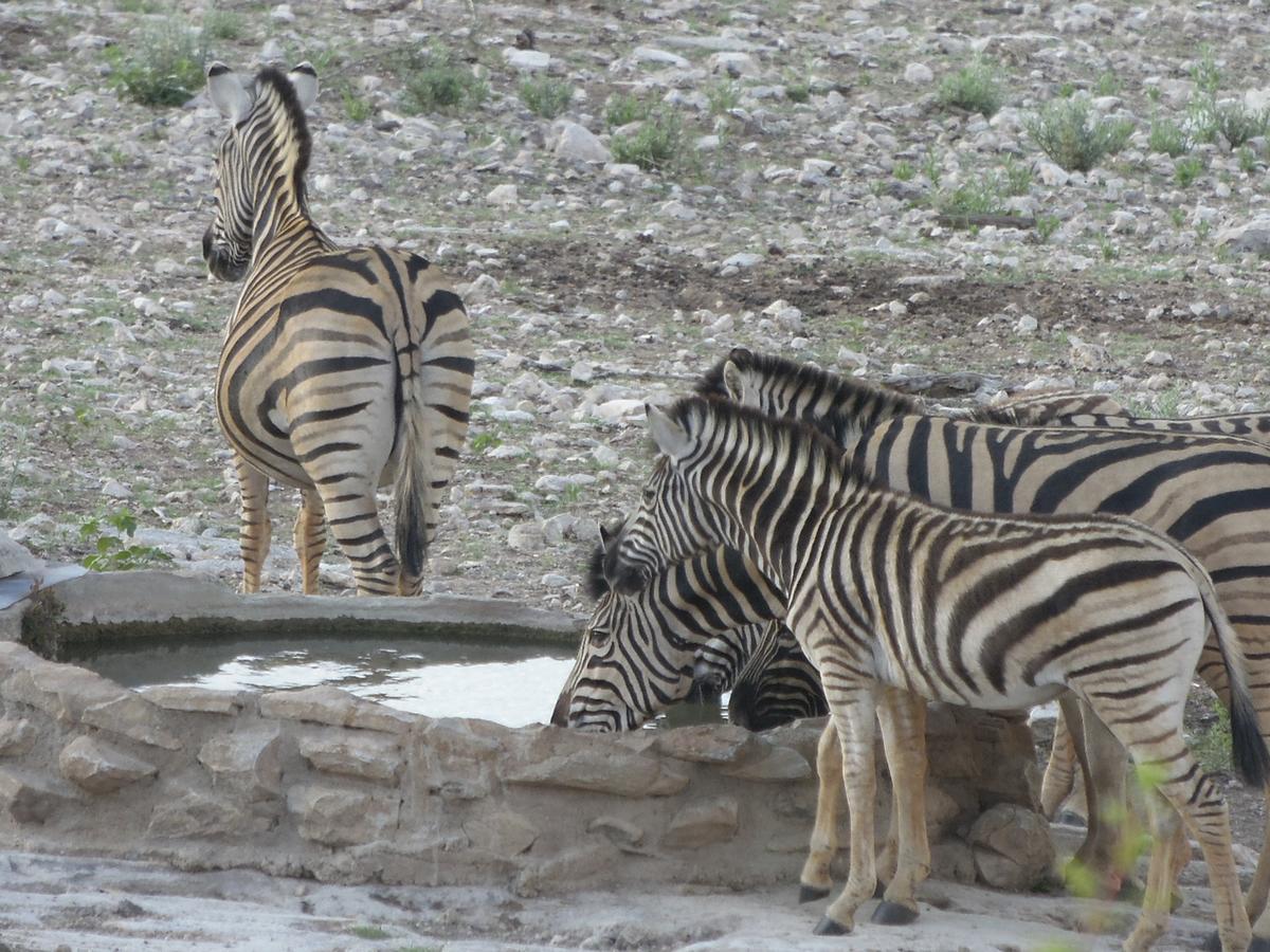 Aloegrove Safari Lodge Otjiwarongo Exteriör bild