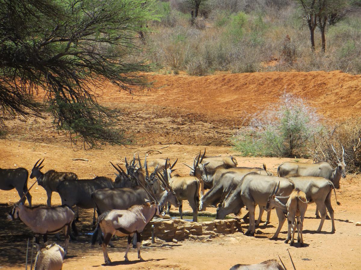 Aloegrove Safari Lodge Otjiwarongo Exteriör bild