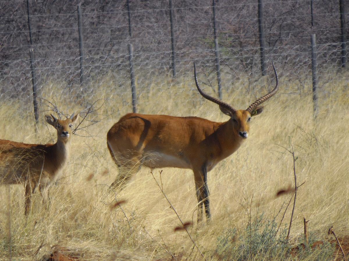 Aloegrove Safari Lodge Otjiwarongo Exteriör bild