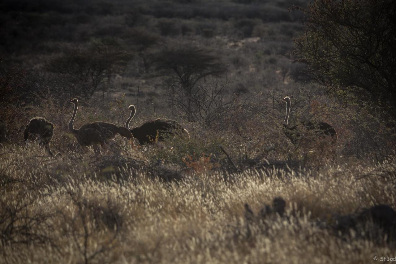 Aloegrove Safari Lodge Otjiwarongo Exteriör bild