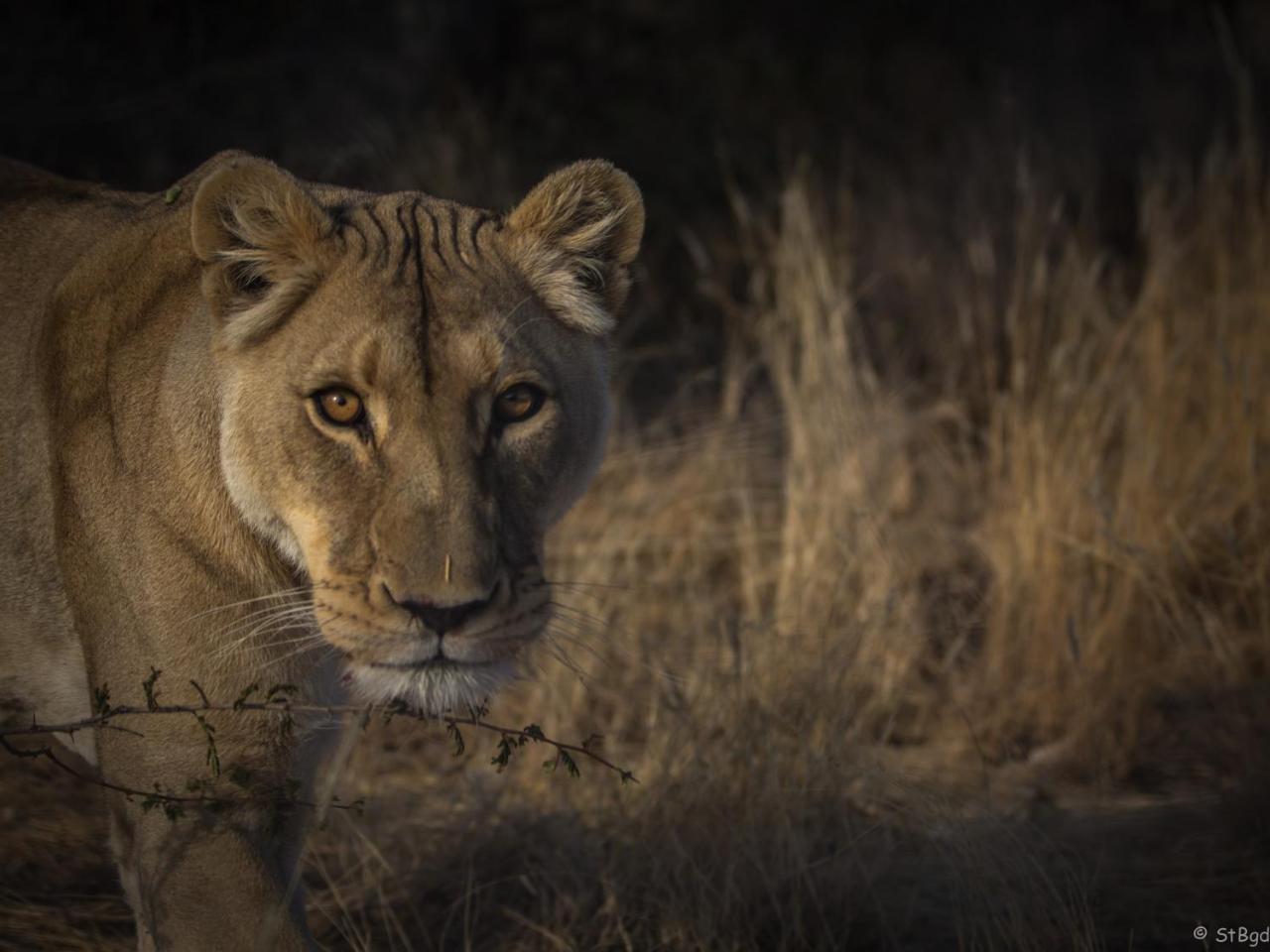 Aloegrove Safari Lodge Otjiwarongo Exteriör bild