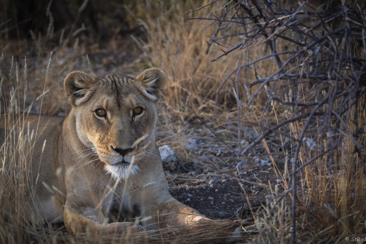 Aloegrove Safari Lodge Otjiwarongo Exteriör bild