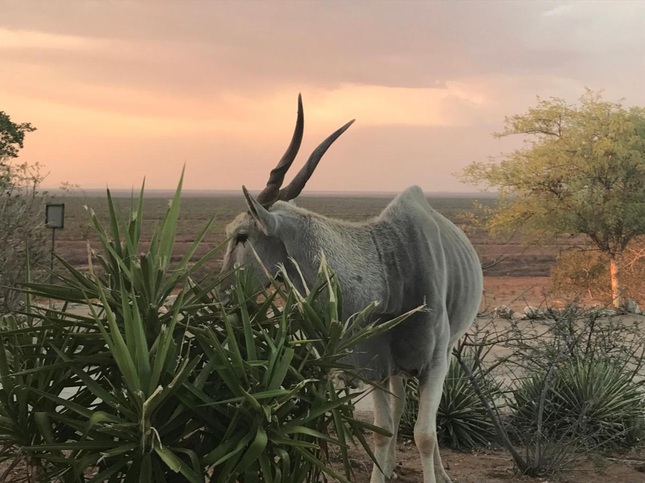 Aloegrove Safari Lodge Otjiwarongo Exteriör bild